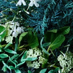 Coastal Cypress & Sea Fennel Body Lotion
