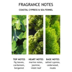 Coastal Cypress & Sea Fennel Body Lotion