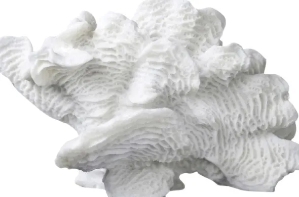 Coral, large fan
