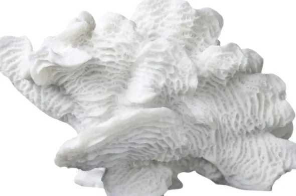 Coral, large fan
