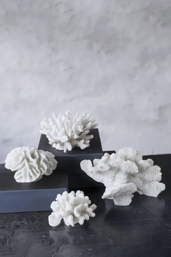 Coral, large fan