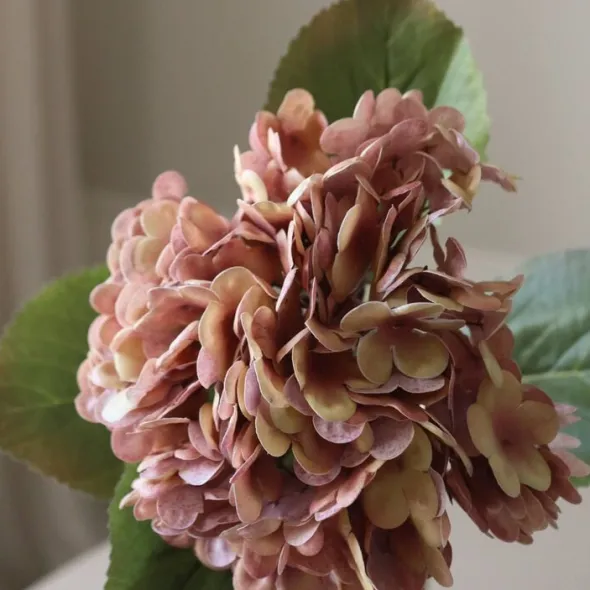 Hydrangea Flower