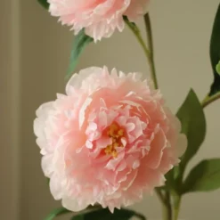 Peony Flower