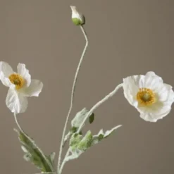 Poppy Flower