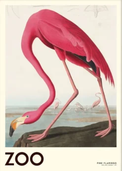 The Zoo Collection Pink Flamingo Edt. 001