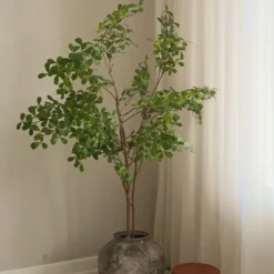 Tropical Almond